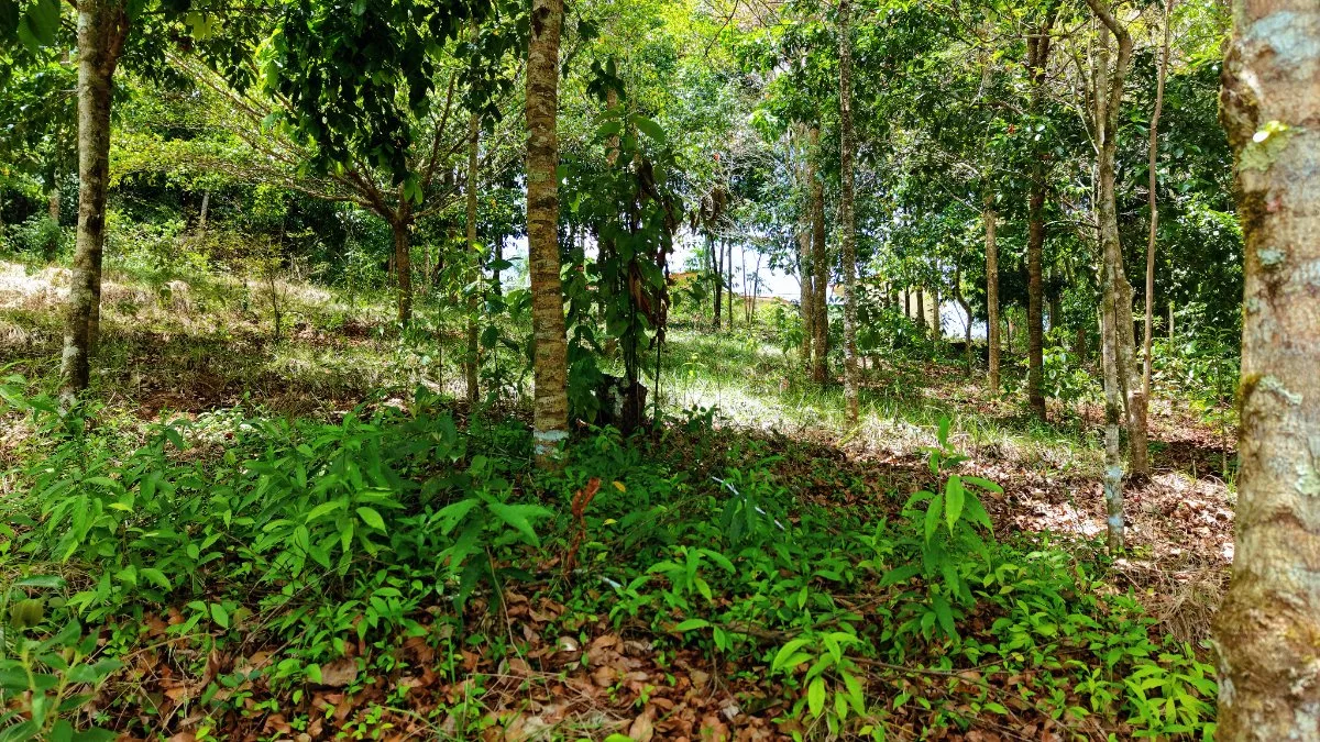 LOTE DE 2.580 M2 EN VENTA EN PEDREGOSO, CALLE CALALLO, PEREZ ZELEDON - Venta en Pérez Zeledón, photo 17
