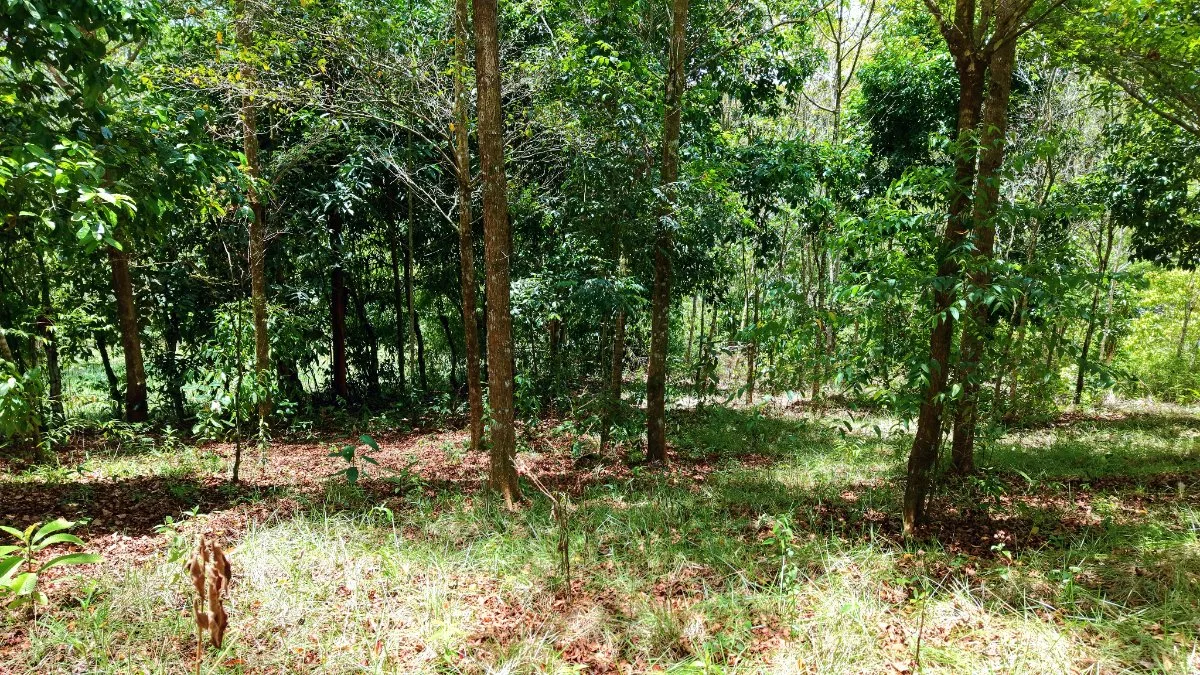 LOTE DE 2.580 M2 EN VENTA EN PEDREGOSO, CALLE CALALLO, PEREZ ZELEDON - Venta en Pérez Zeledón, photo 18