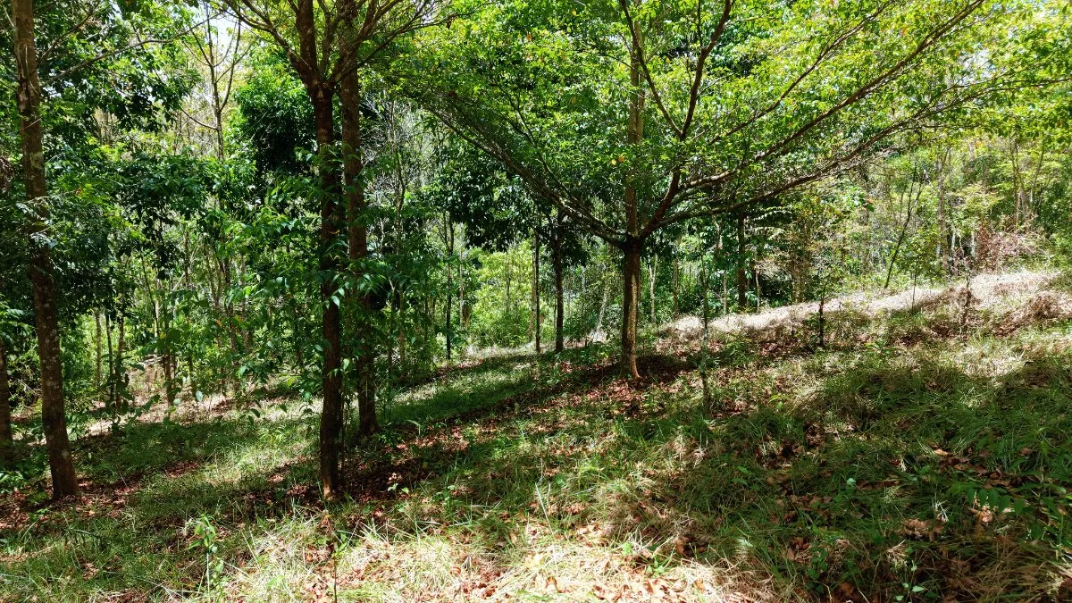 LOTE DE 2.580 M2 EN VENTA EN PEDREGOSO, CALLE CALALLO, PEREZ ZELEDON - Venta en Pérez Zeledón, photo 6