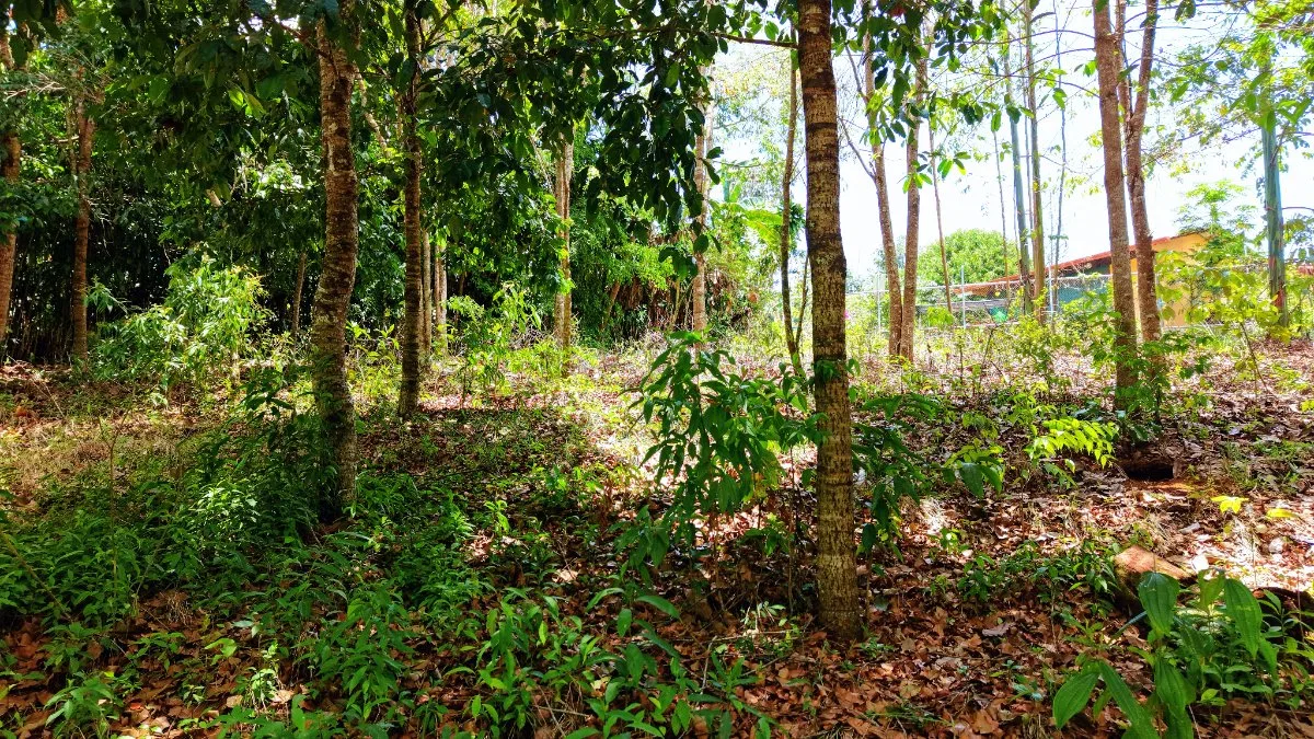 LOTE DE 2.580 M2 EN VENTA EN PEDREGOSO, CALLE CALALLO, PEREZ ZELEDON - Venta en Pérez Zeledón, photo 10