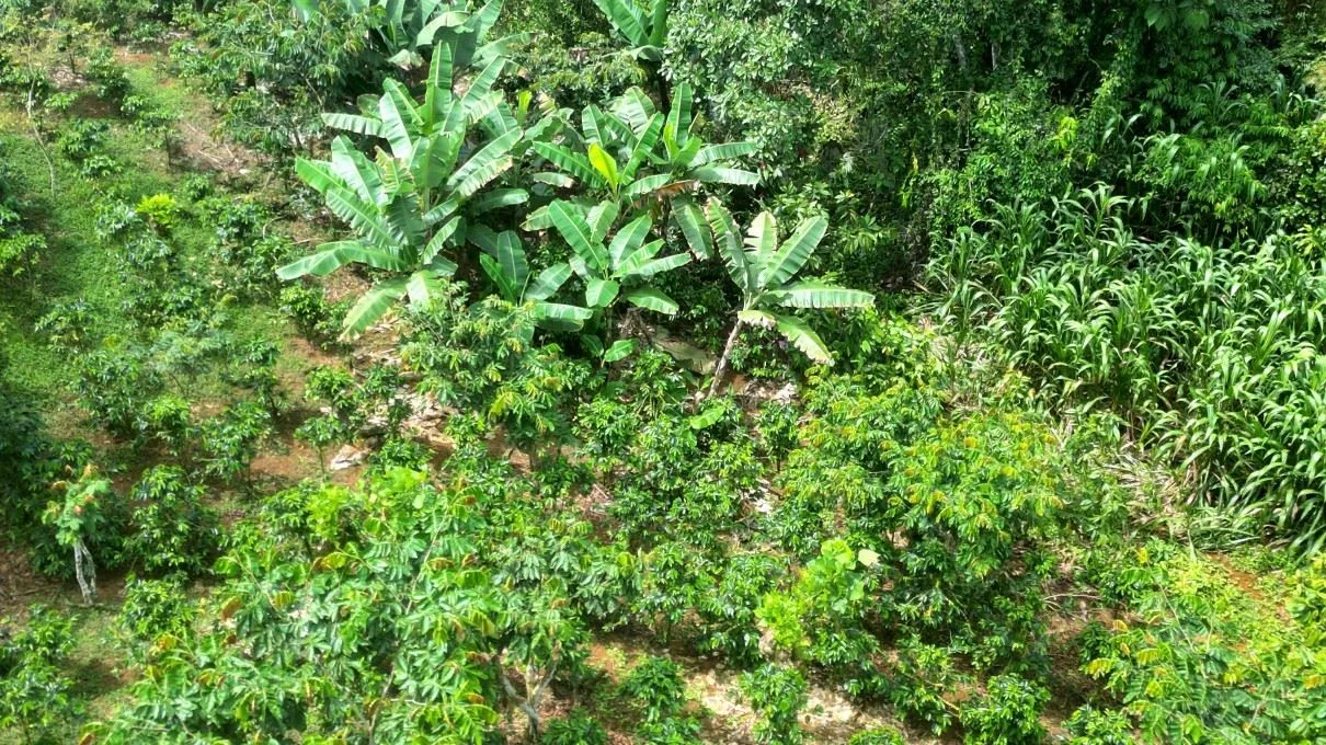 Beautiful land ( 2 hectares / 5 acres) with the best Location in Santa Elena, Perez Zeledon, photo 7