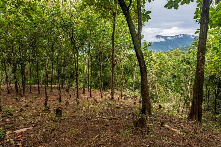2.4 Acre Property In The Mountains Above Dominical with Waterfall Views, photo 11