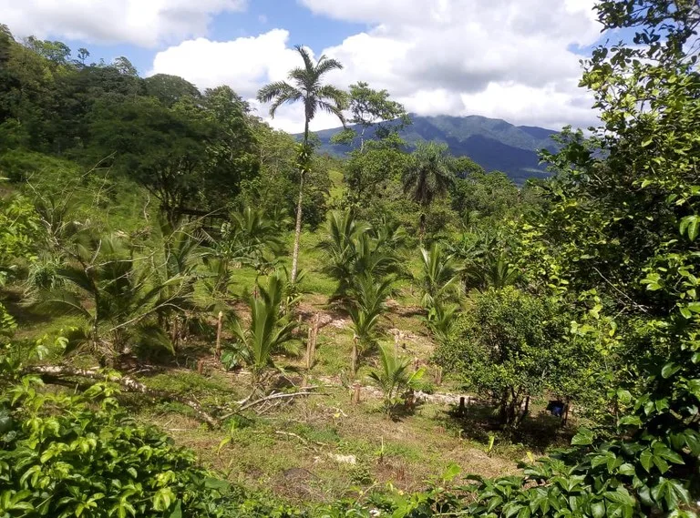 Agricultural Land in Aguas Claras, photo 3