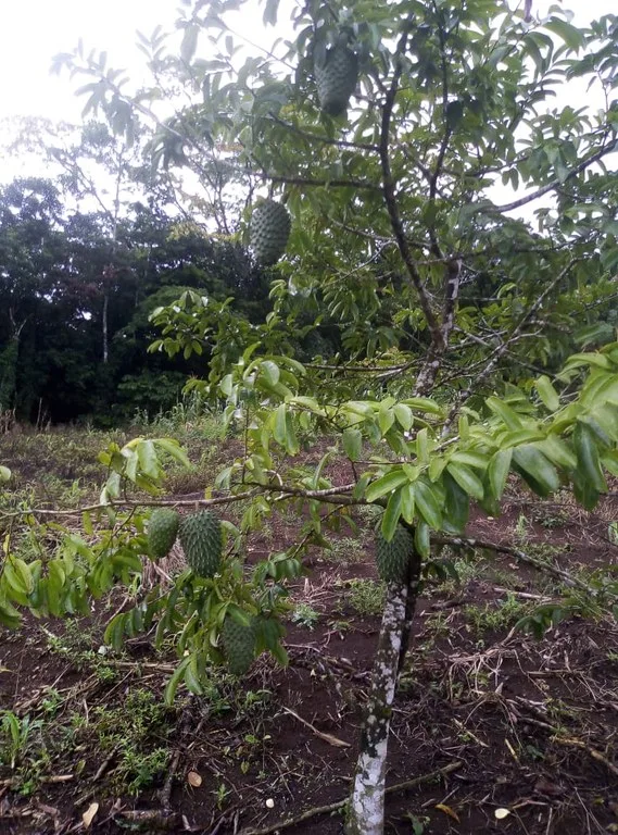 Agricultural Land in Aguas Claras, photo 4