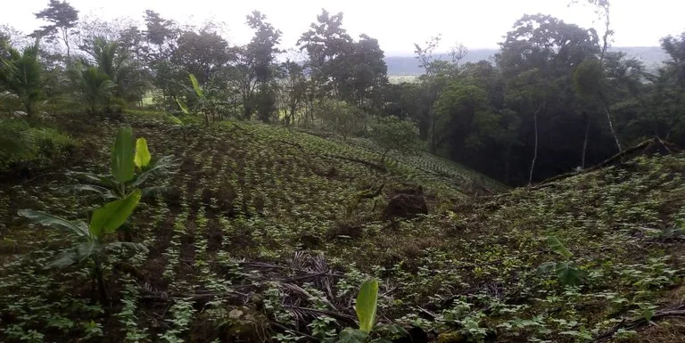 Agricultural Land in Aguas Claras, photo 6