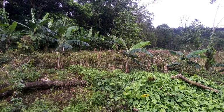 Agricultural Land in Aguas Claras, photo 10