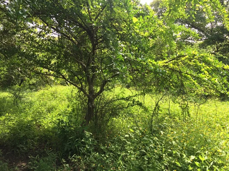 Development Parcel in Guardia