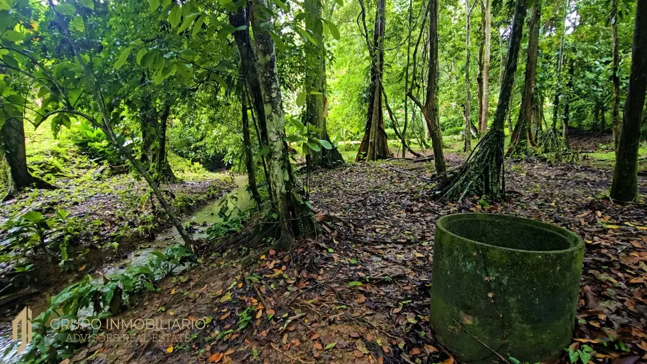 Sale 10.7 Acres of Private Caribbean Rainforest in Costa Rica Near Puerto Viejo, Playa Chiquita & Pu, photo 11