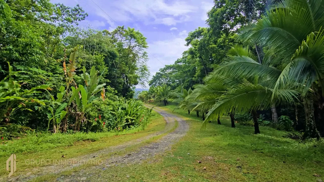 Sale 10.7 Acres of Private Caribbean Rainforest in Costa Rica Near Puerto Viejo, Playa Chiquita & Pu, photo 5