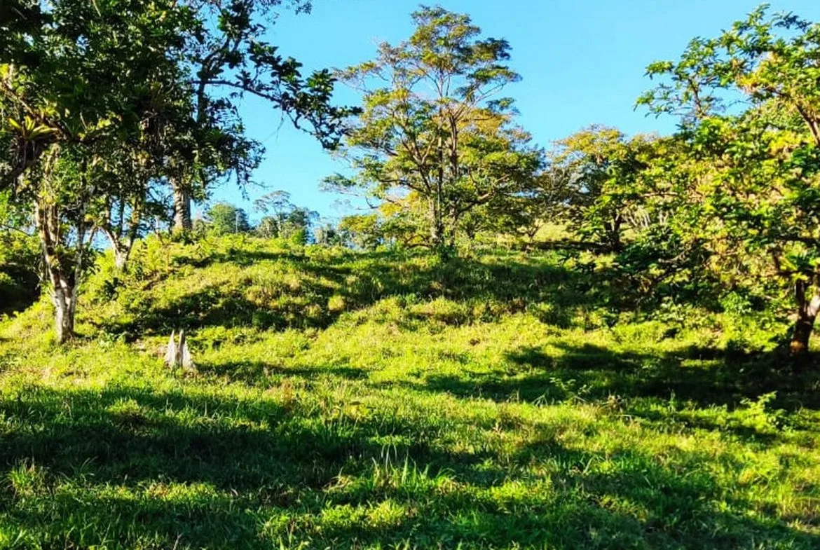 PROPERTY WITH MOUNTAIN VIEW, IN TRES RIOS – 66.7 ACRES, photo 2