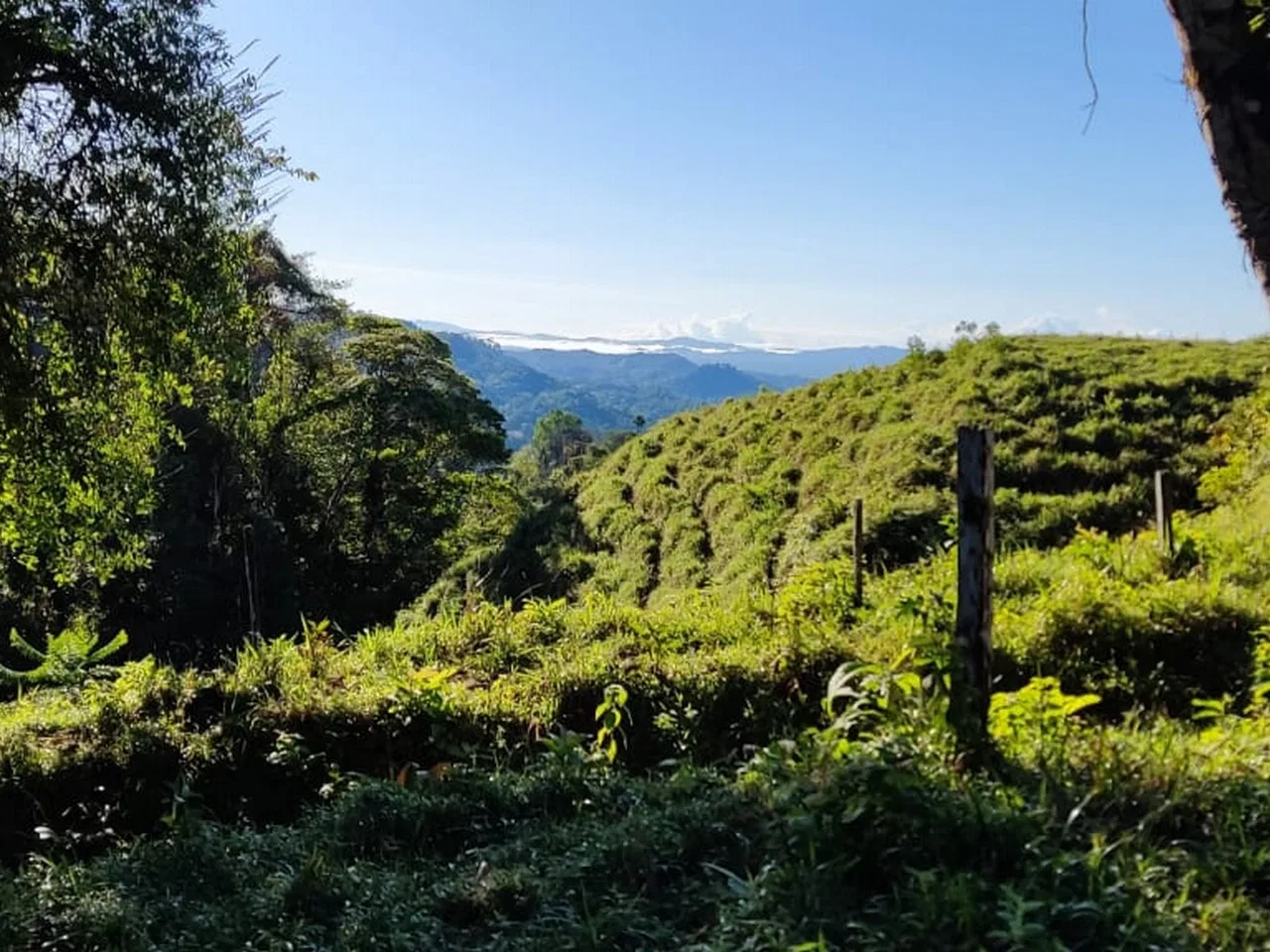 PROPERTY WITH MOUNTAIN VIEW, IN TRES RIOS – 66.7 ACRES, photo 11