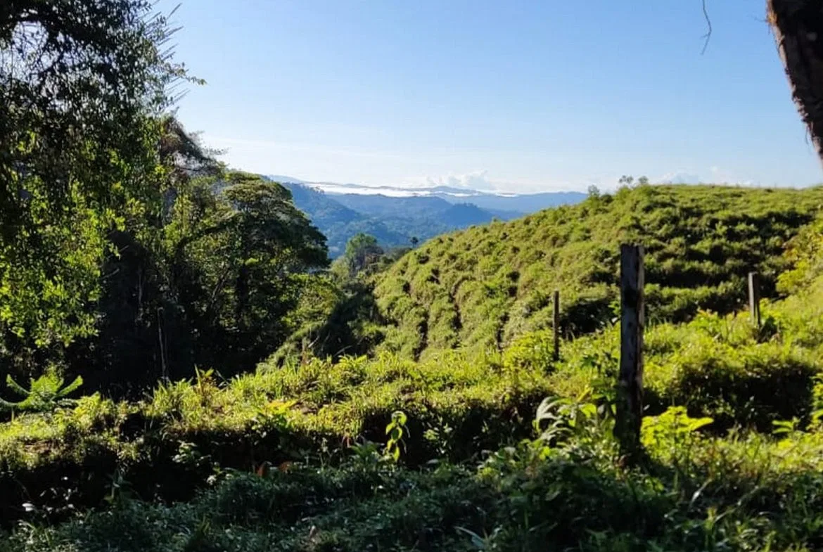 PROPERTY WITH MOUNTAIN VIEW, IN TRES RIOS – 66.7 ACRES, photo 12