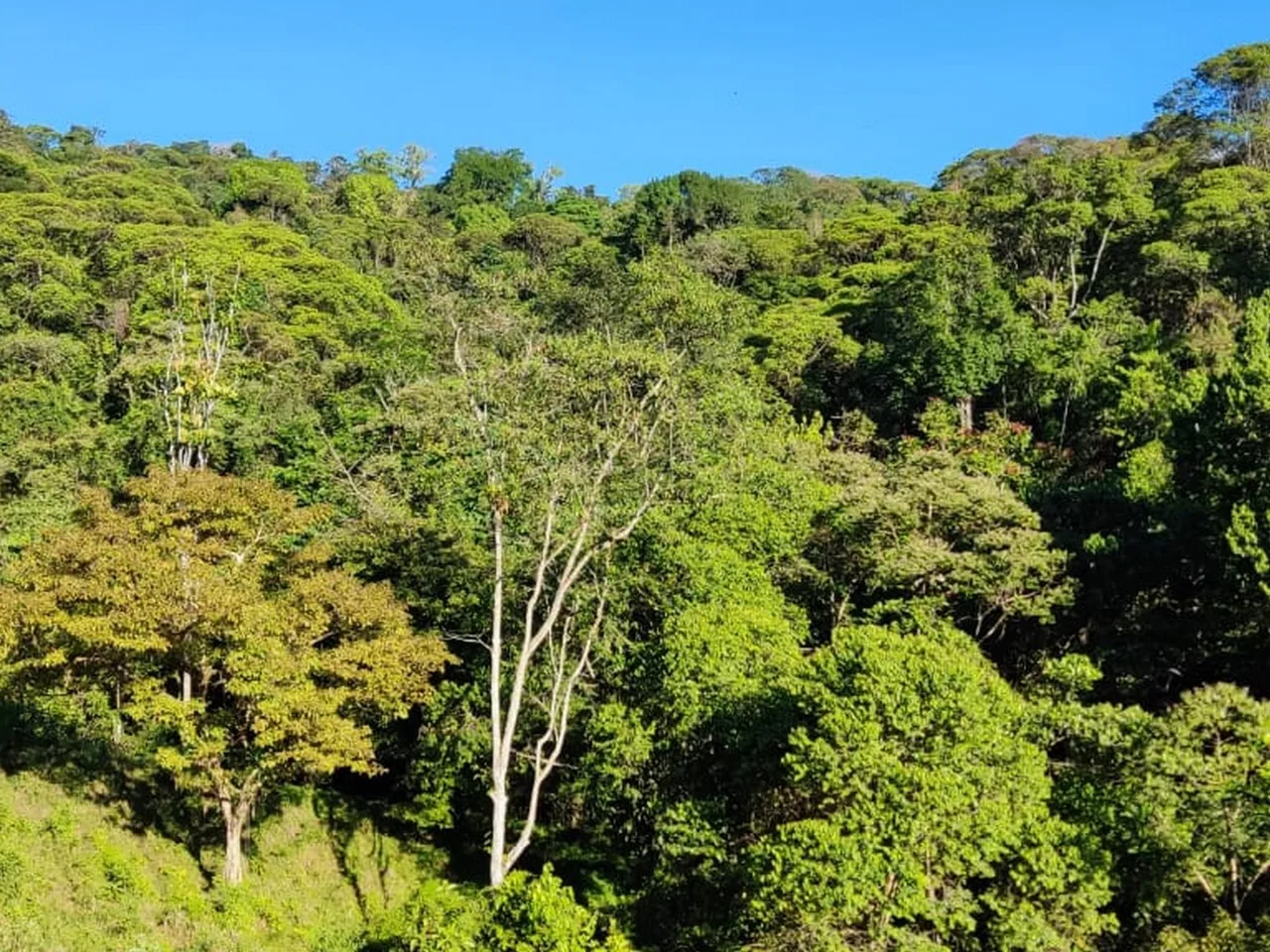 PROPERTY WITH MOUNTAIN VIEW, IN TRES RIOS – 66.7 ACRES, photo 13