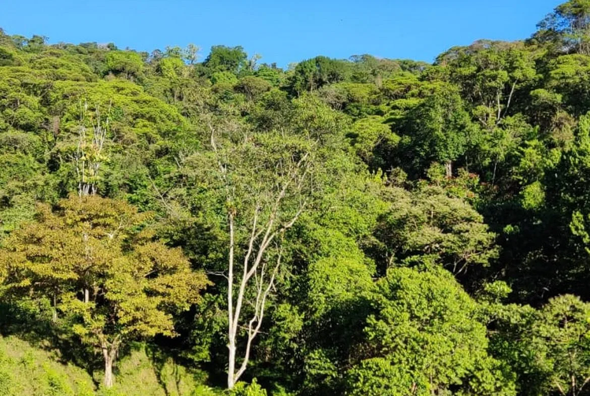 PROPERTY WITH MOUNTAIN VIEW, IN TRES RIOS – 66.7 ACRES, photo 14