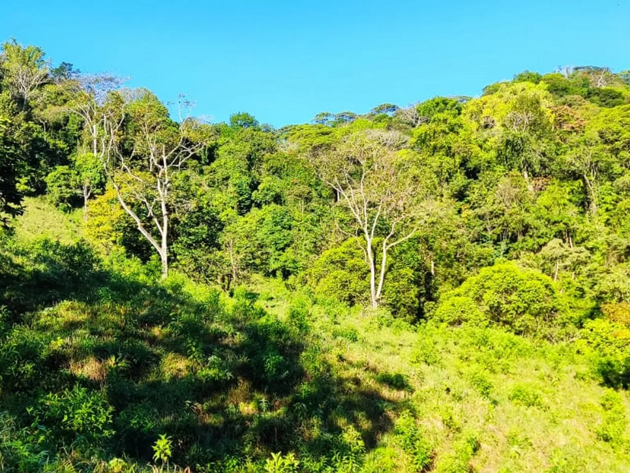 PROPERTY WITH MOUNTAIN VIEW, IN TRES RIOS – 66.7 ACRES, photo 15
