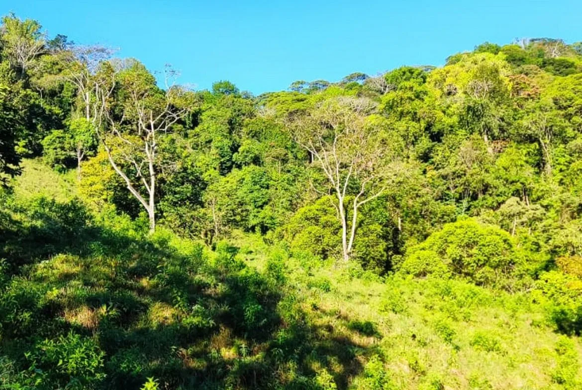 PROPERTY WITH MOUNTAIN VIEW, IN TRES RIOS – 66.7 ACRES, photo 16
