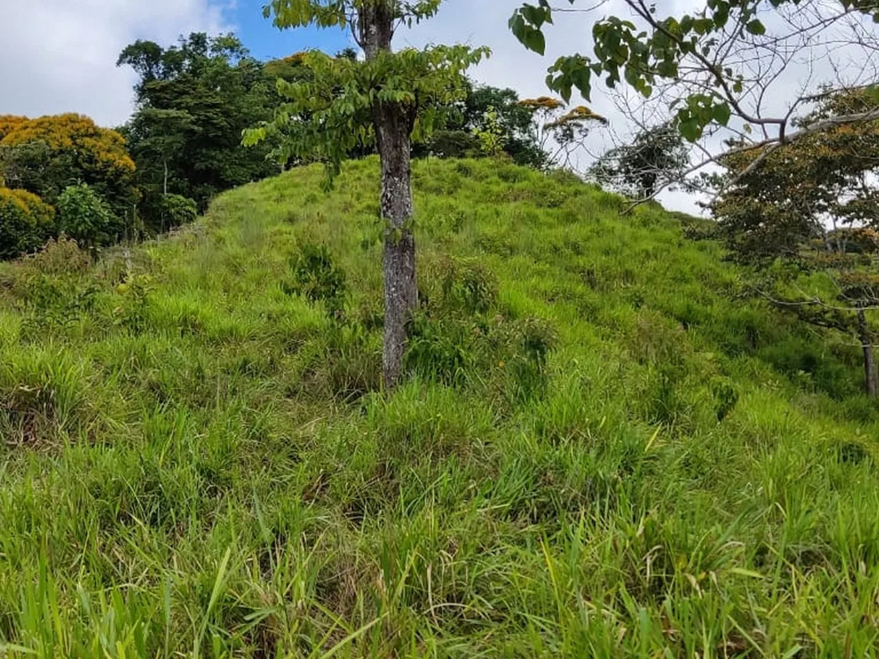 PROPERTY WITH MOUNTAIN VIEW, IN TRES RIOS – 66.7 ACRES, photo 17