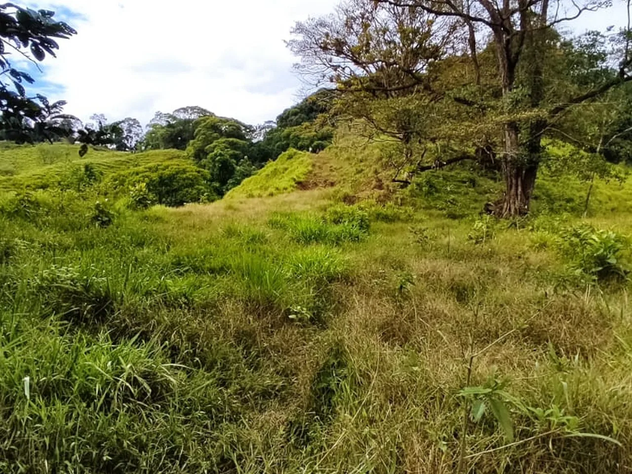 PROPERTY WITH MOUNTAIN VIEW, IN TRES RIOS – 66.7 ACRES, photo 23