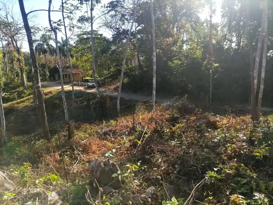 Prime Jungle Lot for Sale in Santa Teresa