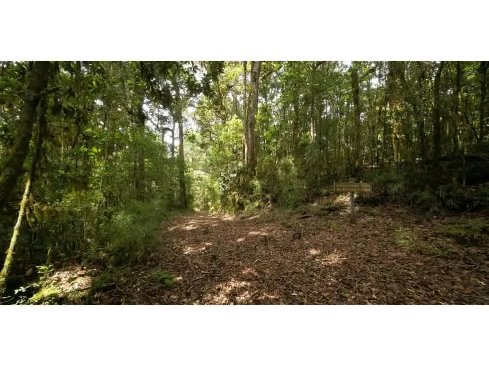 Ubicada en las montañas de Pérez Zeledón, esta extraordinaria finca de 594.9 hectáreas representa una oportunidad única de inversión en conservación y producción sostenible en ..., photo 6