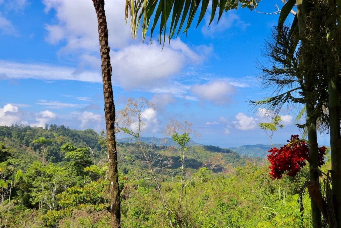 BREATHTAKING MOUNTAIN, JUNGLE, VALLEY, AND OCEAN VIEWS FARM – 22.46 ACRES, photo 12