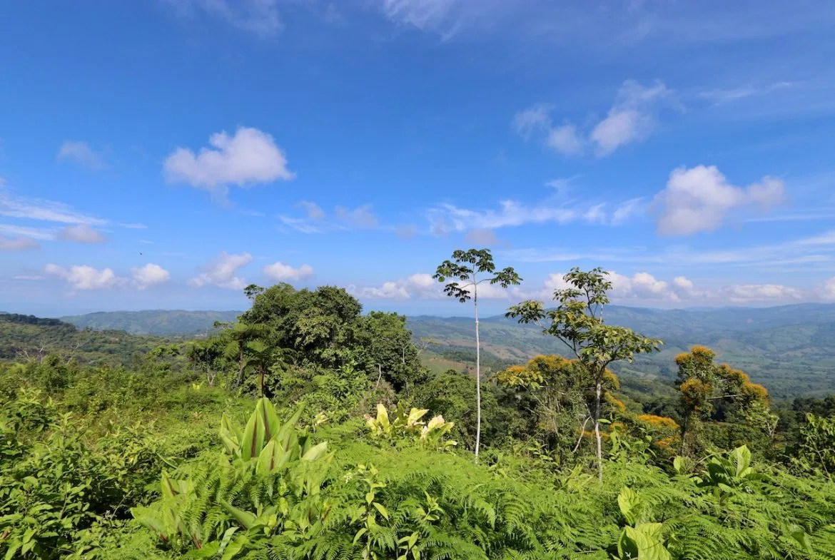 BREATHTAKING MOUNTAIN, JUNGLE, VALLEY, AND OCEAN VIEWS FARM – 22.46 ACRES, photo 21