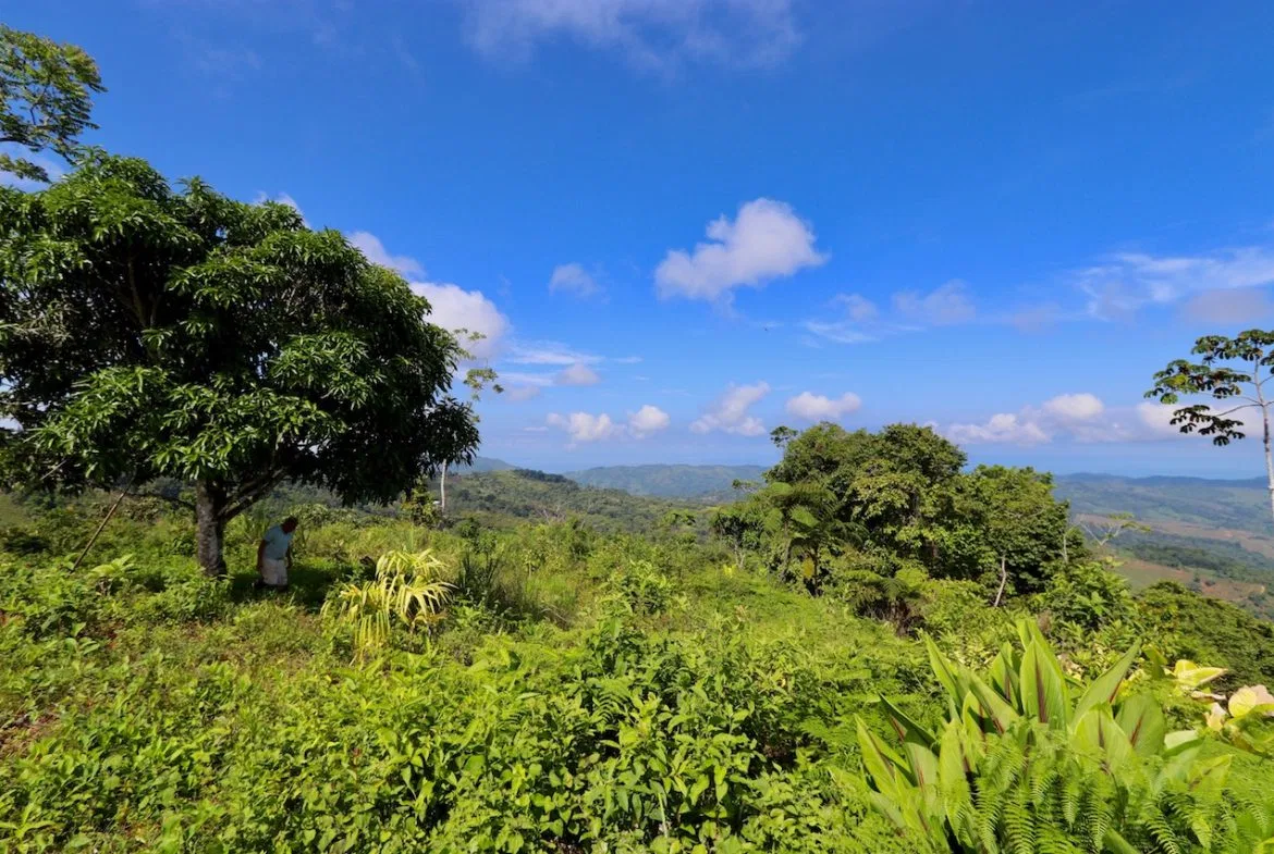 BREATHTAKING MOUNTAIN, JUNGLE, VALLEY, AND OCEAN VIEWS FARM – 22.46 ACRES, photo 23