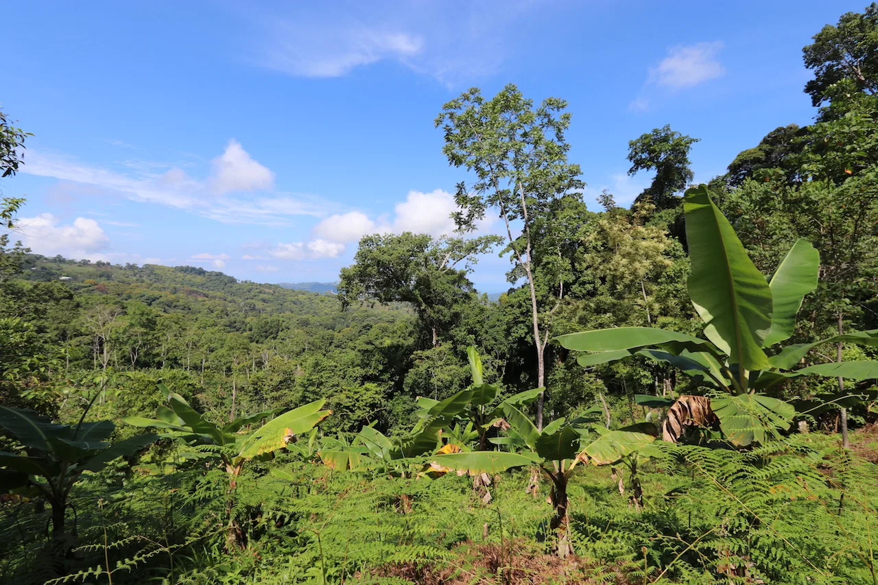 BREATHTAKING MOUNTAIN, JUNGLE, VALLEY, AND OCEAN VIEWS FARM – 22.46 ACRES, photo 8