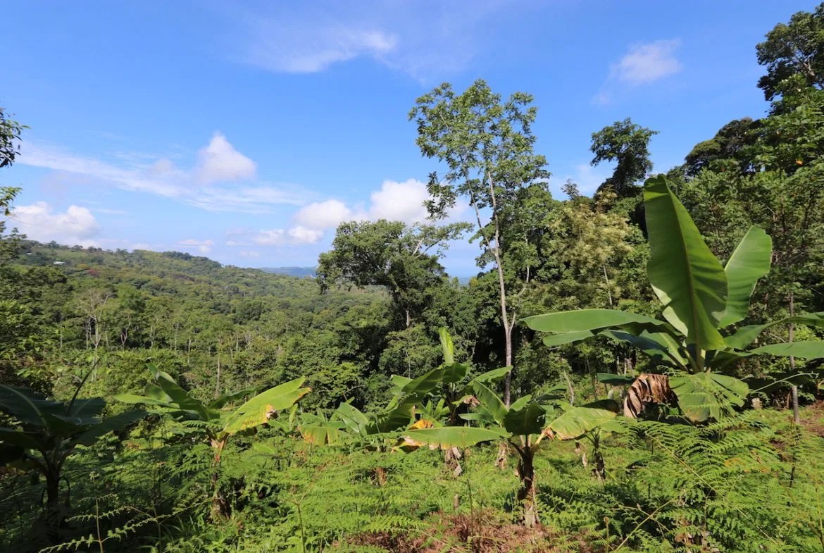 BREATHTAKING MOUNTAIN, JUNGLE, VALLEY, AND OCEAN VIEWS FARM – 22.46 ACRES, photo 9