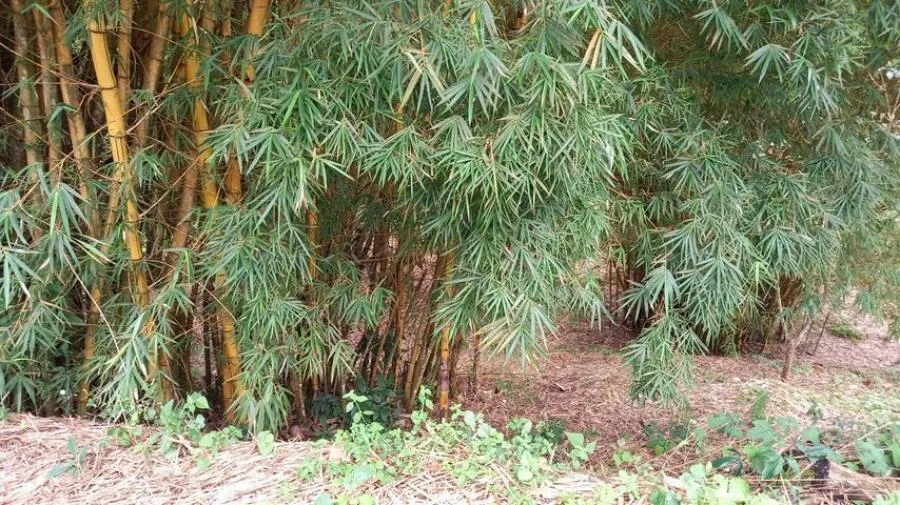 Venta de Lote en Santa Cecilia, Puriscal. - Venta en Puriscal, photo 3