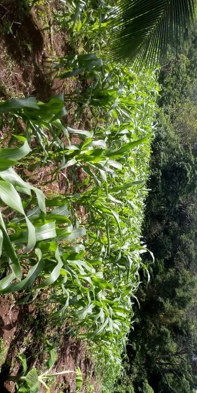 Agricultural farmland for sale in Aguas Claras, Alajuela, 1 house and many fruit trees, photo 2