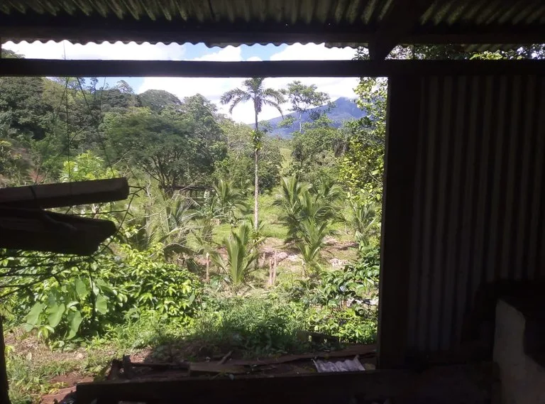 Agricultural farmland for sale in Aguas Claras, Alajuela, 1 house and many fruit trees, photo 11