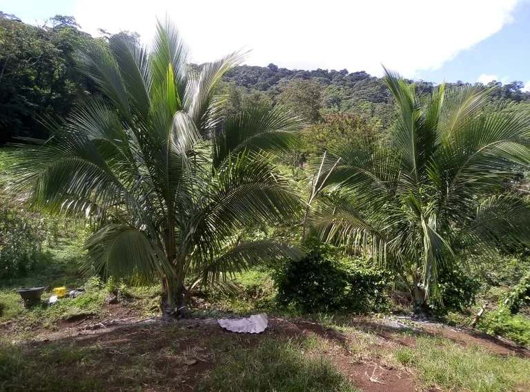 Agricultural farmland for sale in Aguas Claras, Alajuela, 1 house and many fruit trees, photo 5