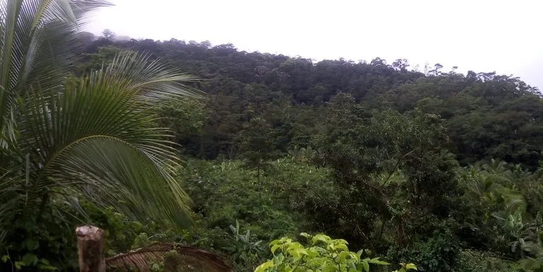 Agricultural farmland for sale in Aguas Claras, Alajuela, 1 house and many fruit trees, photo 7