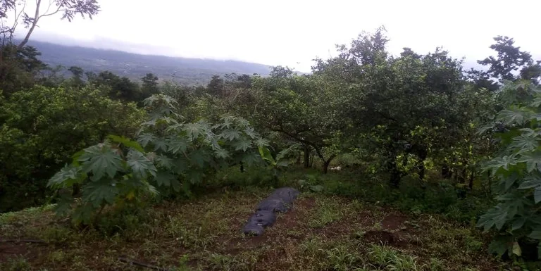 Agricultural farmland for sale in Aguas Claras, Alajuela, 1 house and many fruit trees, photo 8