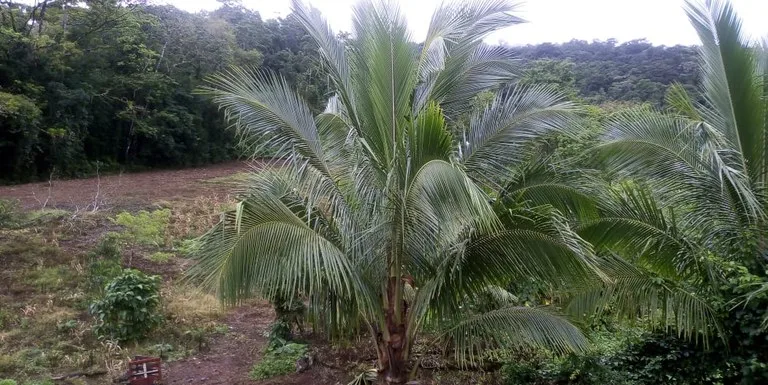 Agricultural farmland for sale in Aguas Claras, Alajuela, 1 house and many fruit trees, photo 9