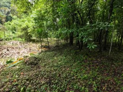 Propiedad privada de 1 acre con acceso al río en la prestigiosa comunidad de Ojochal, Costa Rica, photo 6