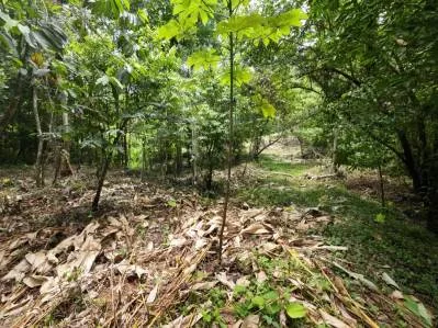 Propiedad privada de 1 acre con acceso al río en la prestigiosa comunidad de Ojochal, Costa Rica, photo 8