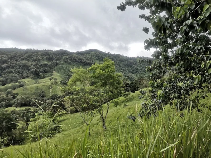 Land For Sale in Dominical, photo 14