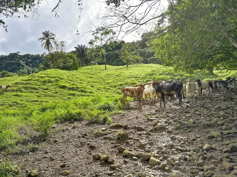 Land For Sale in Dominical, photo 6