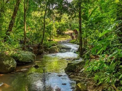 PROPERTY WITH A PRINCIPAL HOUSE AND GUEST HOUSE IN THE MIDDLE OF THE JUNGLE, IN OJOCHAL – 3 ACRES, photo 28