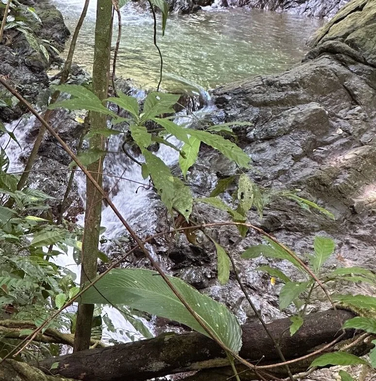BUILDING PROPERTY WITH CREEK AND MOUNTAIN VIEWS, IN DOMINICAL – 8.8 ACRES, photo 14