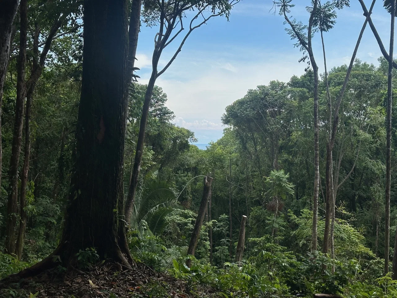 BUILDING PROPERTY WITH CREEK AND MOUNTAIN VIEWS, IN DOMINICAL – 8.8 ACRES, photo 3
