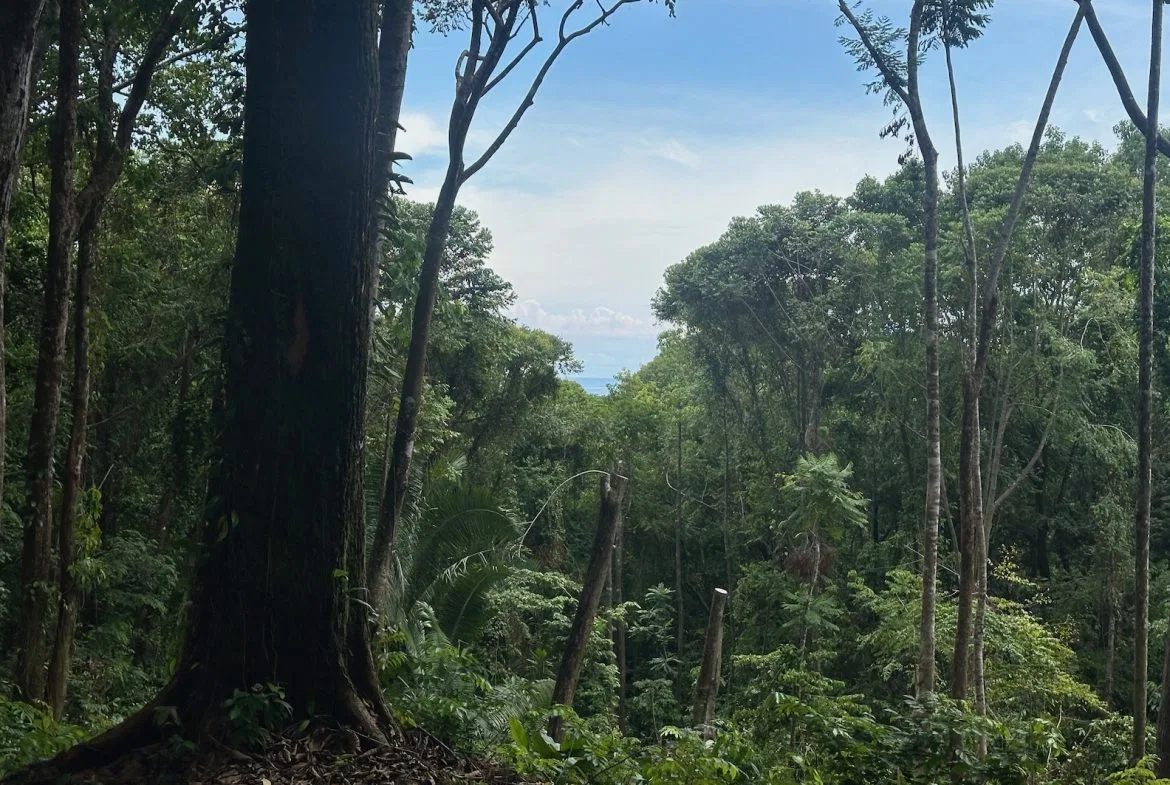 BUILDING PROPERTY WITH CREEK AND MOUNTAIN VIEWS, IN DOMINICAL – 8.8 ACRES, photo 4