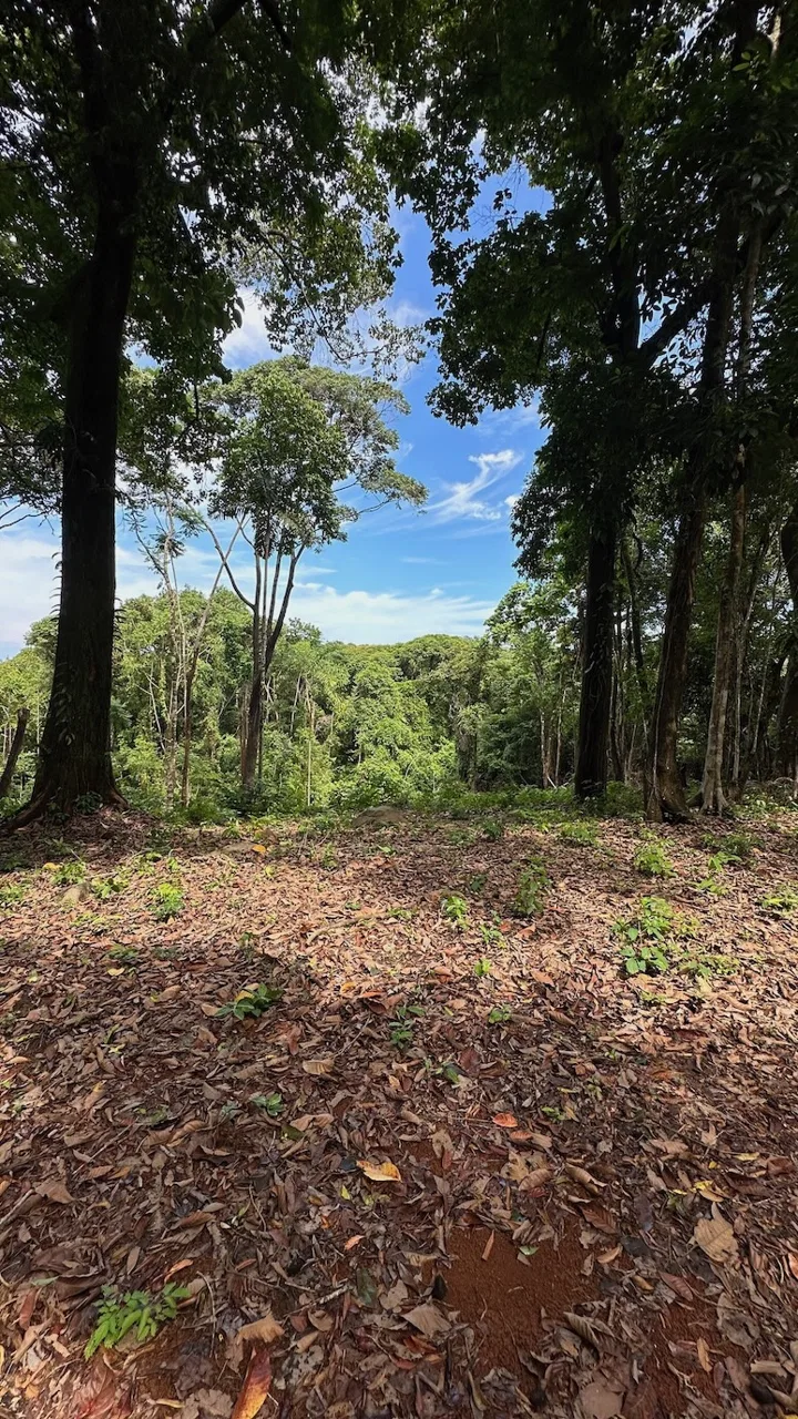 BUILDING PROPERTY WITH CREEK AND MOUNTAIN VIEWS, IN DOMINICAL – 8.8 ACRES, photo 5
