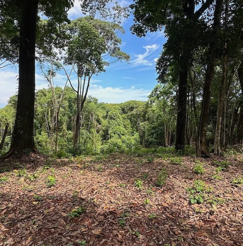 BUILDING PROPERTY WITH CREEK AND MOUNTAIN VIEWS, IN DOMINICAL – 8.8 ACRES, photo 6