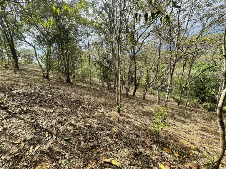 Elevated Two and a Half Acres with Cool Breeze in San Isidro del General, photo 13