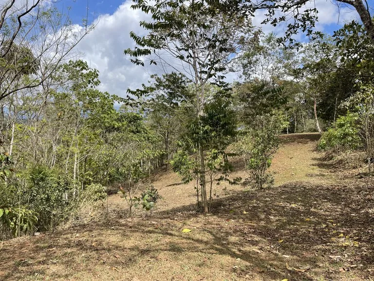 Elevated Two and a Half Acres with Cool Breeze in San Isidro del General, photo 7