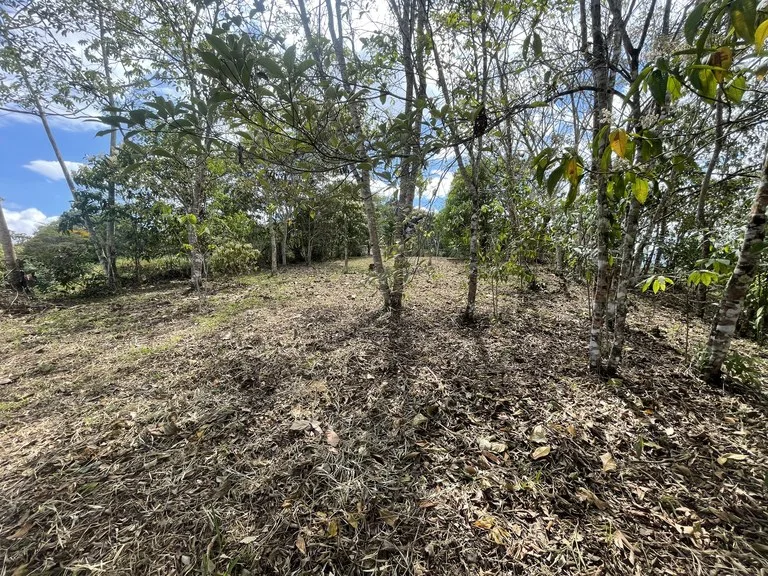 Elevated Two and a Half Acres with Cool Breeze in San Isidro del General, photo 9