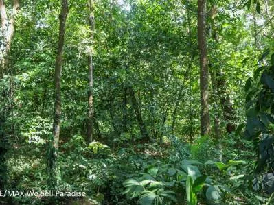 A large jungle-clad piece of land with mountain views, internal creek, and river frontage., photo 4